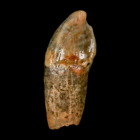 1.8" Extinct Cave Bear Ursus Spelaeus Incisor Tooth Rooted Pleistocene Age COA, Stand - Fossil Age Minerals