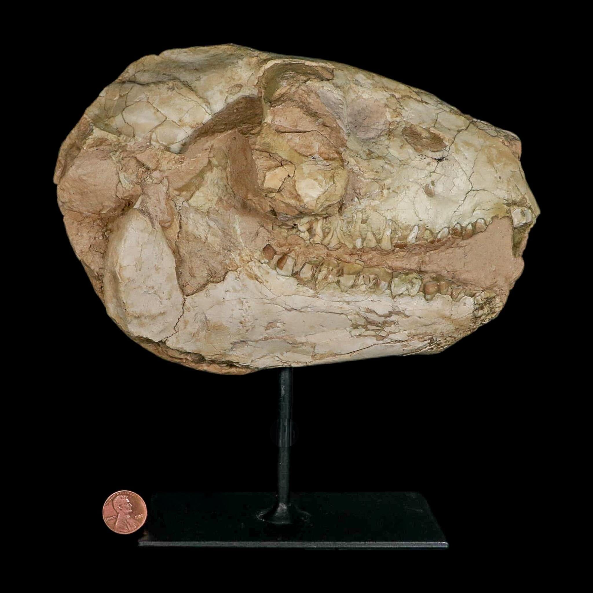 8.4" Oreodont Merycoidodon Fossil Skull Teeth Oligocene Age Badlands SD COA Stand - Fossil Age Minerals