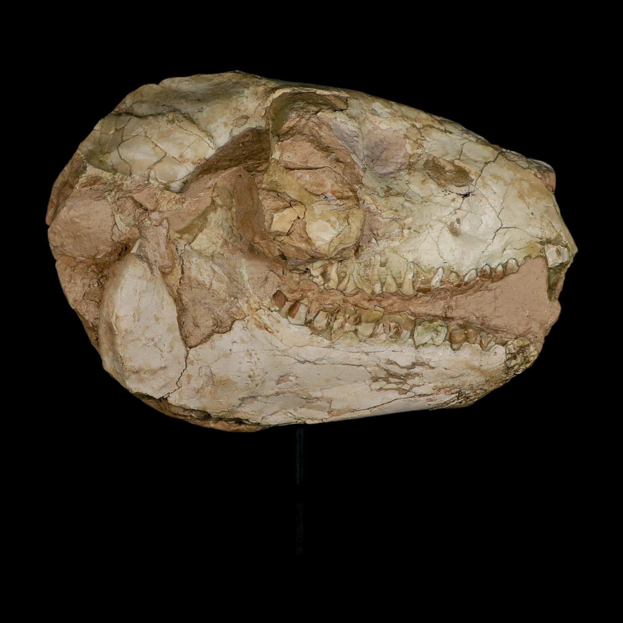 8.4" Oreodont Merycoidodon Fossil Skull Teeth Oligocene Age Badlands SD COA Stand - Fossil Age Minerals