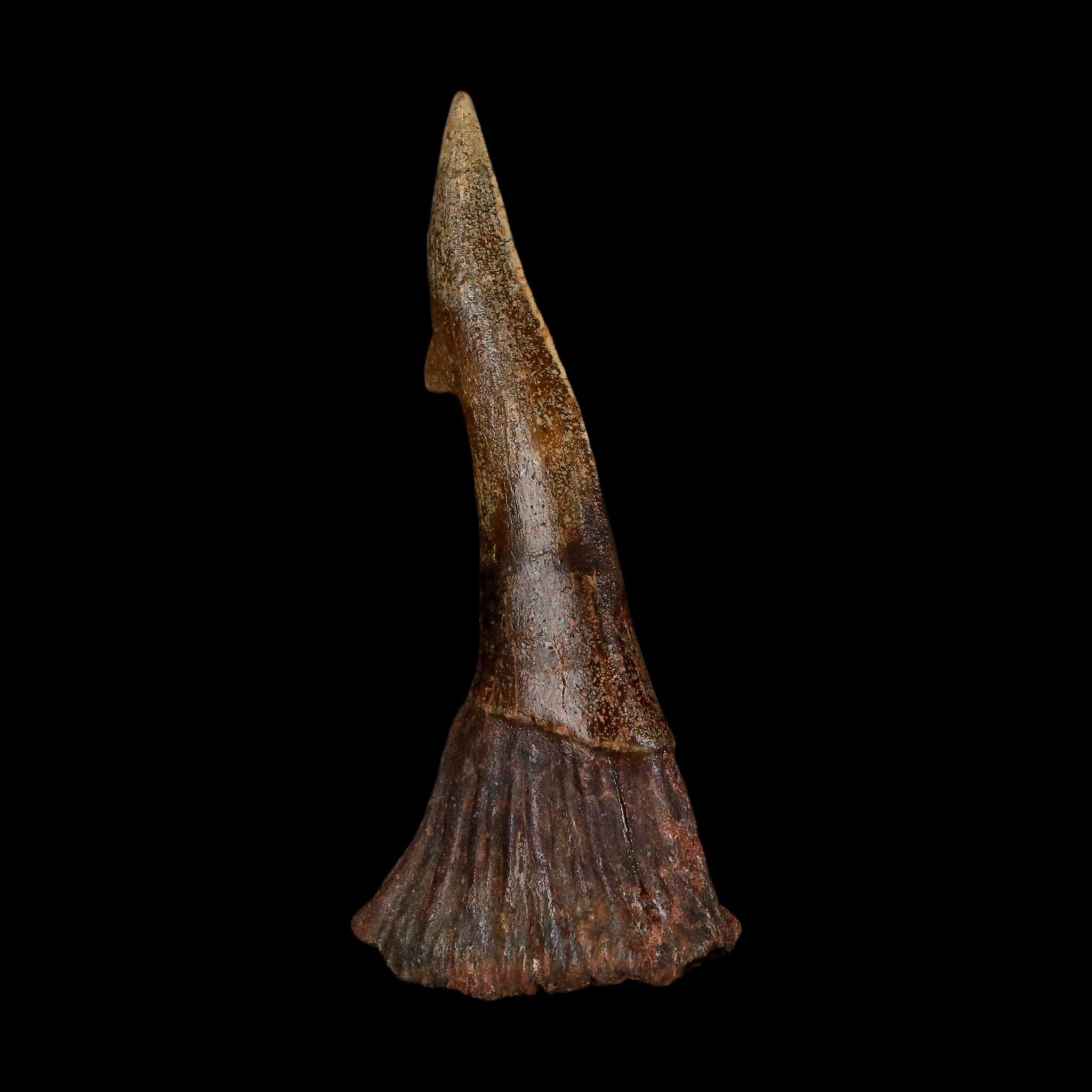 XL 3" Sawfish Fossil Tooth Barb Onchopristis Numidus Cretaceous Dinosaur Era COA