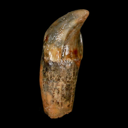 1.8" Extinct Cave Bear Ursus Spelaeus Incisor Tooth Rooted Pleistocene Age COA, Stand
