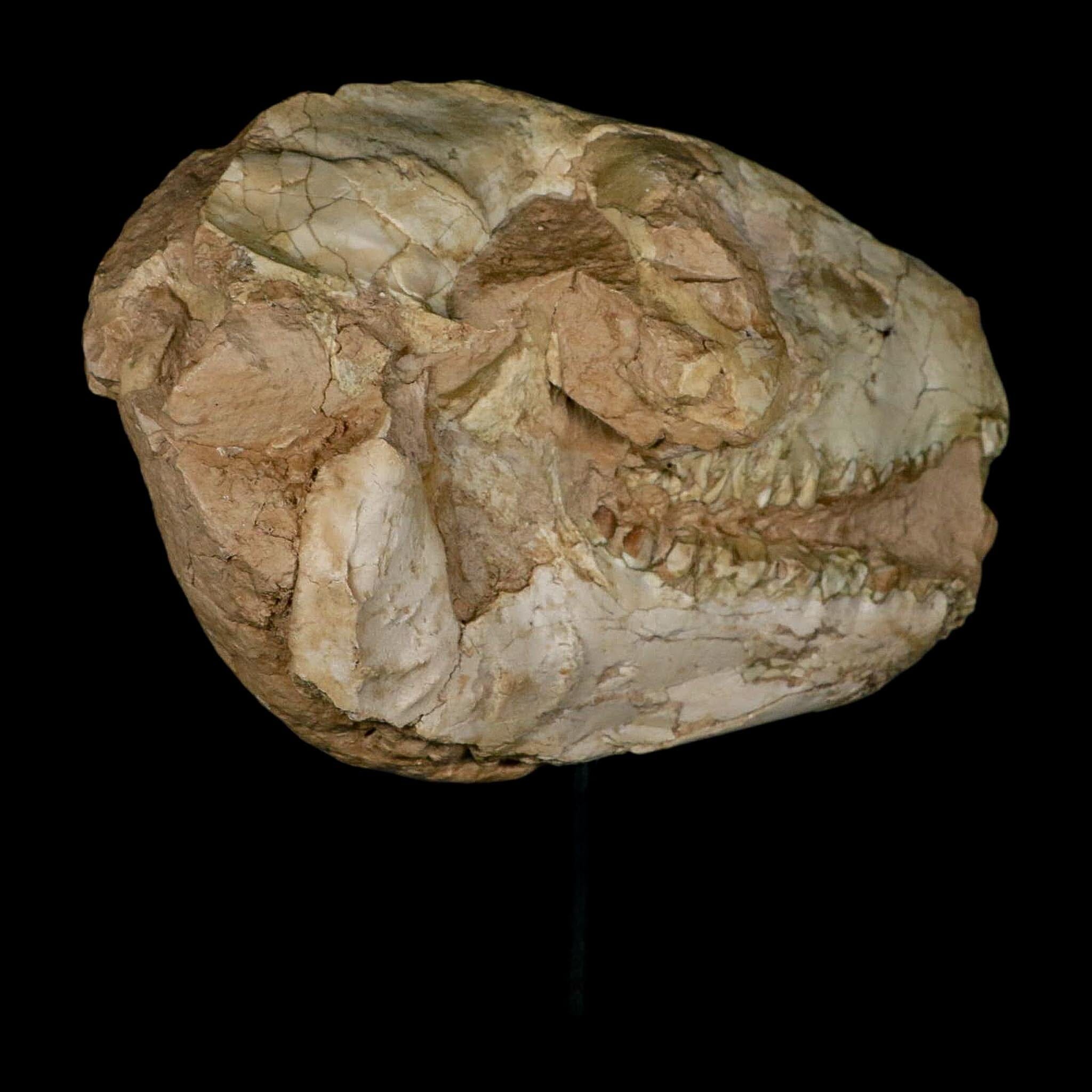 8.4" Oreodont Merycoidodon Fossil Skull Teeth Oligocene Age Badlands SD COA Stand - Fossil Age Minerals