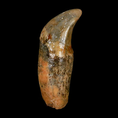 1.8" Extinct Cave Bear Ursus Spelaeus Incisor Tooth Rooted Pleistocene Age COA, Stand