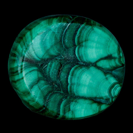 1.5" Dark Green Malachite Polished Palm Stone Mineral Specimen Republic of the Congo