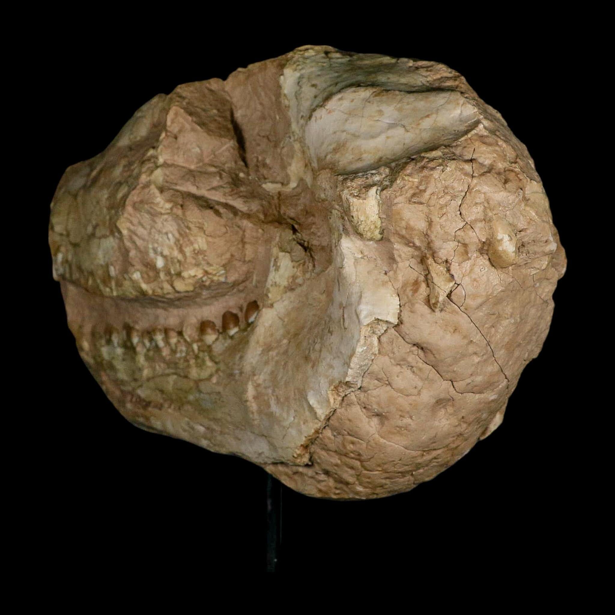 8.4" Oreodont Merycoidodon Fossil Skull Teeth Oligocene Age Badlands SD COA Stand - Fossil Age Minerals