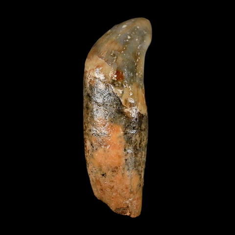 1.8" Extinct Cave Bear Ursus Spelaeus Incisor Tooth Rooted Pleistocene Age COA, Stand - Fossil Age Minerals