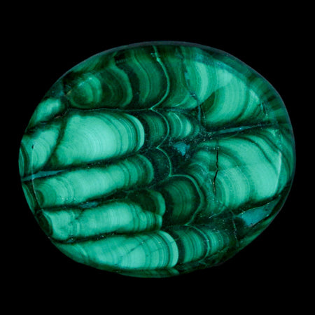 1.5" Dark Green Malachite Polished Palm Stone Mineral Specimen Republic of the Congo