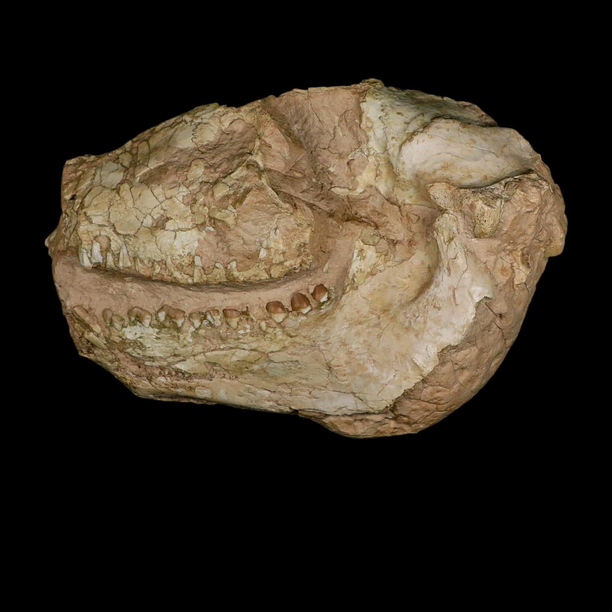 8.4" Oreodont Merycoidodon Fossil Skull Teeth Oligocene Age Badlands SD COA Stand - Fossil Age Minerals