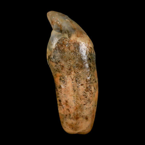 1.8" Extinct Cave Bear Ursus Spelaeus Incisor Tooth Rooted Pleistocene Age COA, Stand - Fossil Age Minerals