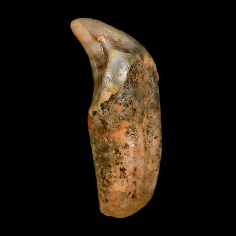 1.8" Extinct Cave Bear Ursus Spelaeus Incisor Tooth Rooted Pleistocene Age COA, Stand - Fossil Age Minerals