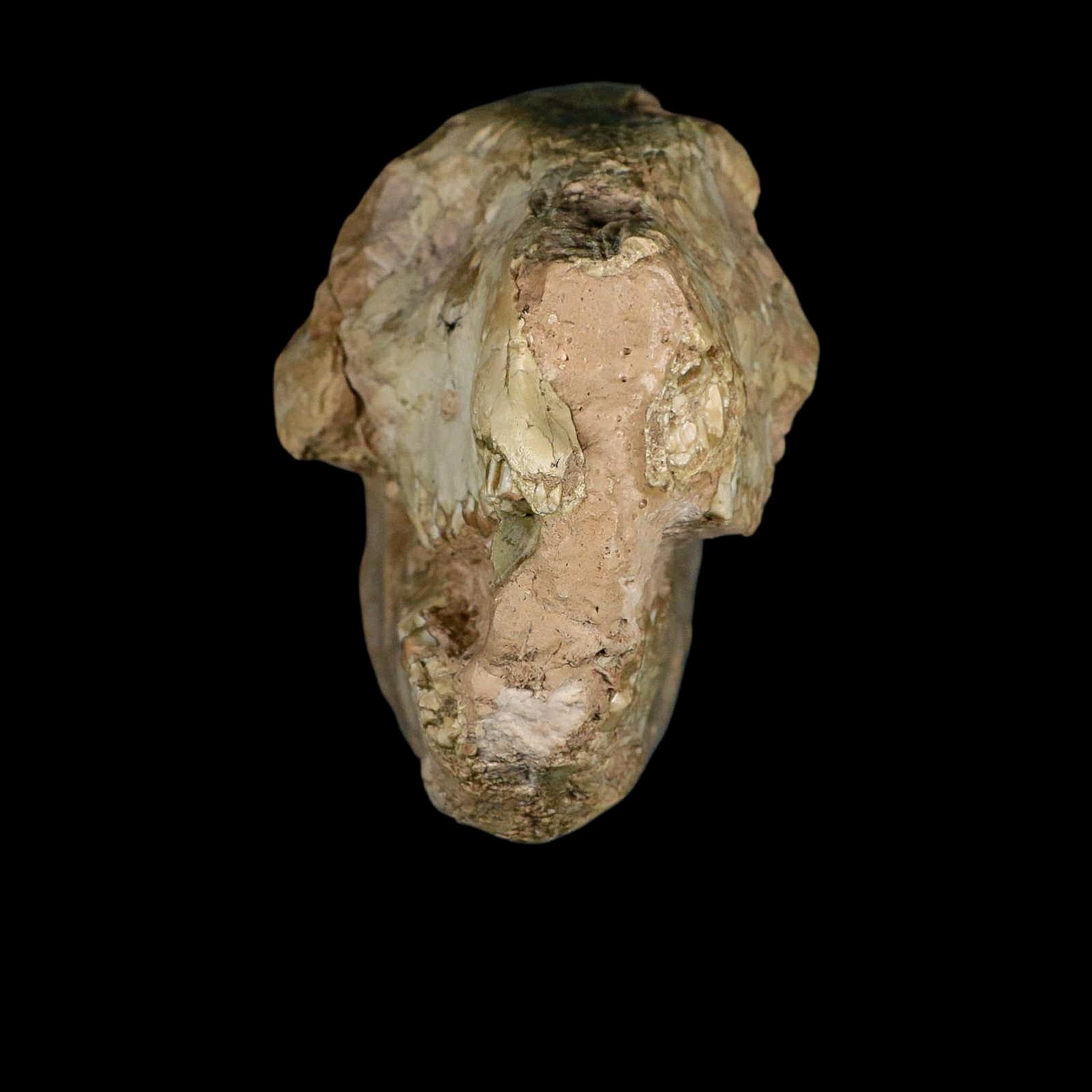 8.4" Oreodont Merycoidodon Fossil Skull Teeth Oligocene Age Badlands SD COA Stand - Fossil Age Minerals