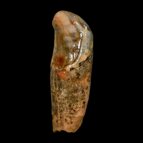 1.8" Extinct Cave Bear Ursus Spelaeus Incisor Tooth Rooted Pleistocene Age COA, Stand - Fossil Age Minerals