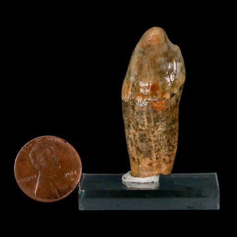 1.8" Extinct Cave Bear Ursus Spelaeus Incisor Tooth Rooted Pleistocene Age COA, Stand - Fossil Age Minerals