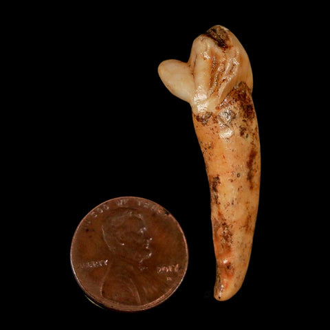 1.8" Extinct Cave Bear Ursus Spelaeus Incisor Tooth Rooted Pleistocene Age COA, Stand - Fossil Age Minerals