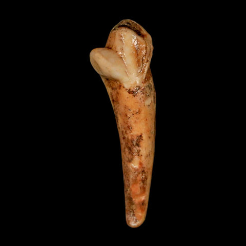 1.8" Extinct Cave Bear Ursus Spelaeus Incisor Tooth Rooted Pleistocene Age COA, Stand - Fossil Age Minerals