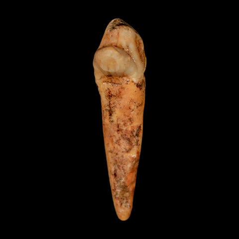 1.8" Extinct Cave Bear Ursus Spelaeus Incisor Tooth Rooted Pleistocene Age COA, Stand - Fossil Age Minerals