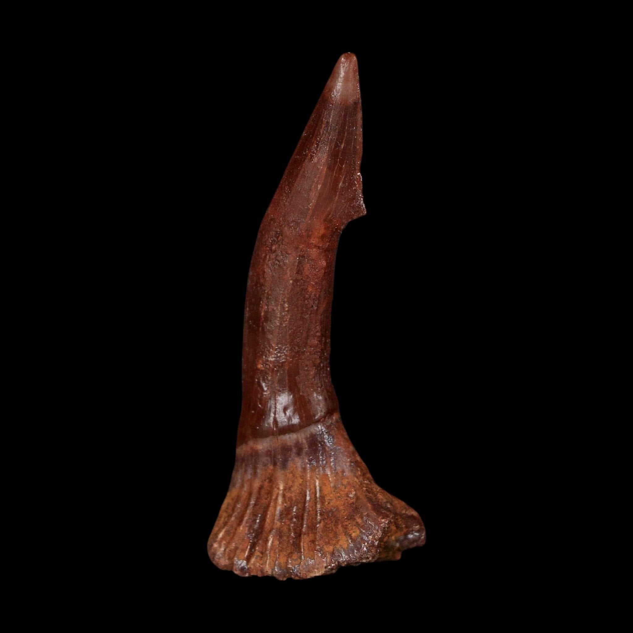 2.3" Sawfish Fossil Tooth Barb Onchopristis Numidus Cretaceous Dinosaur Era COA
