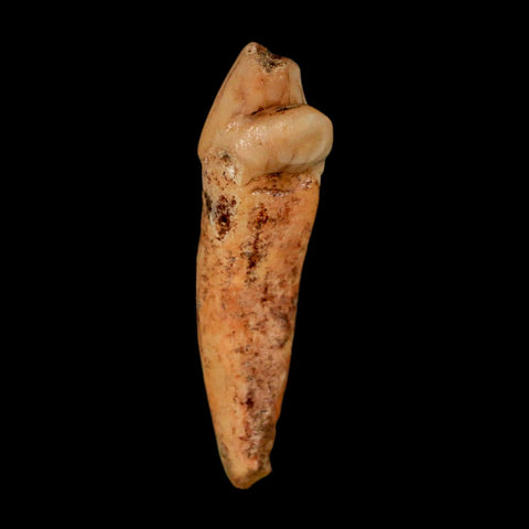 1.8" Extinct Cave Bear Ursus Spelaeus Incisor Tooth Rooted Pleistocene Age COA, Stand - Fossil Age Minerals