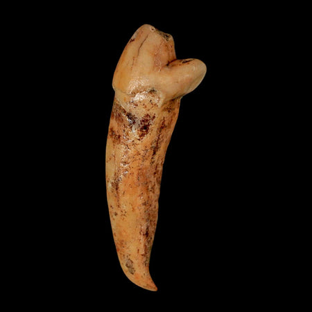 1.8" Extinct Cave Bear Ursus Spelaeus Incisor Tooth Rooted Pleistocene Age COA, Stand
