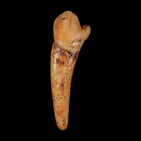 1.8" Extinct Cave Bear Ursus Spelaeus Incisor Tooth Rooted Pleistocene Age COA, Stand - Fossil Age Minerals