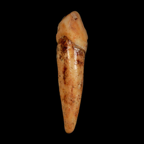 1.8" Extinct Cave Bear Ursus Spelaeus Incisor Tooth Rooted Pleistocene Age COA, Stand - Fossil Age Minerals