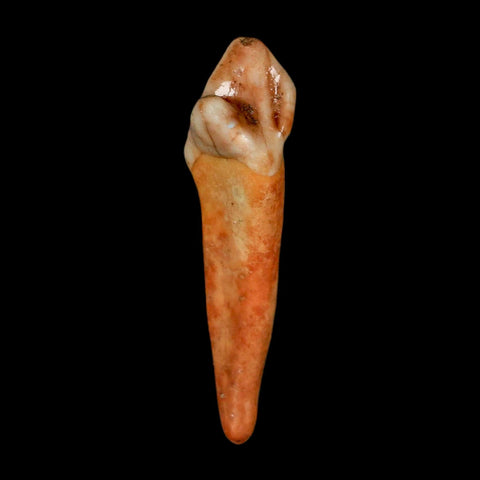 1.7" Extinct Cave Bear Ursus Spelaeus Incisor Tooth Rooted Pleistocene Age COA, Stand - Fossil Age Minerals