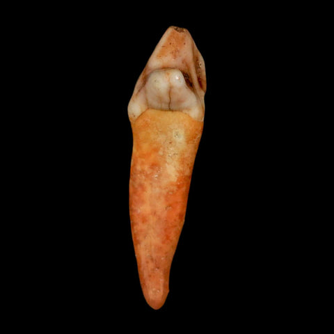 1.7" Extinct Cave Bear Ursus Spelaeus Incisor Tooth Rooted Pleistocene Age COA, Stand - Fossil Age Minerals