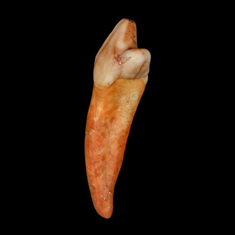 1.7" Extinct Cave Bear Ursus Spelaeus Incisor Tooth Rooted Pleistocene Age COA, Stand - Fossil Age Minerals