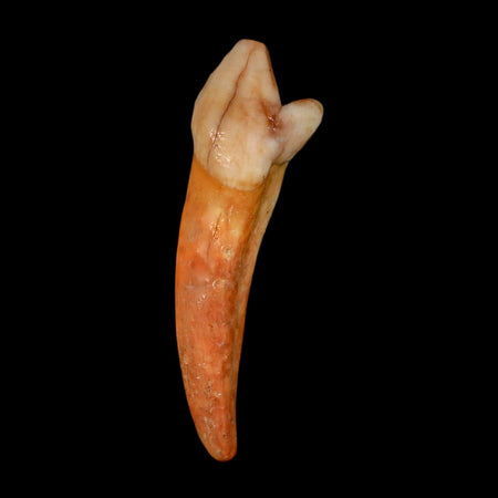 1.7" Extinct Cave Bear Ursus Spelaeus Incisor Tooth Rooted Pleistocene Age COA, Stand