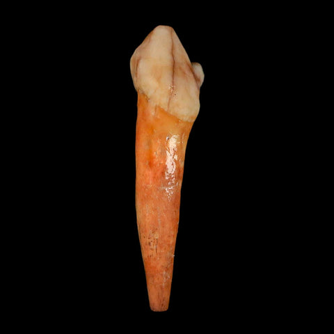 1.7" Extinct Cave Bear Ursus Spelaeus Incisor Tooth Rooted Pleistocene Age COA, Stand - Fossil Age Minerals