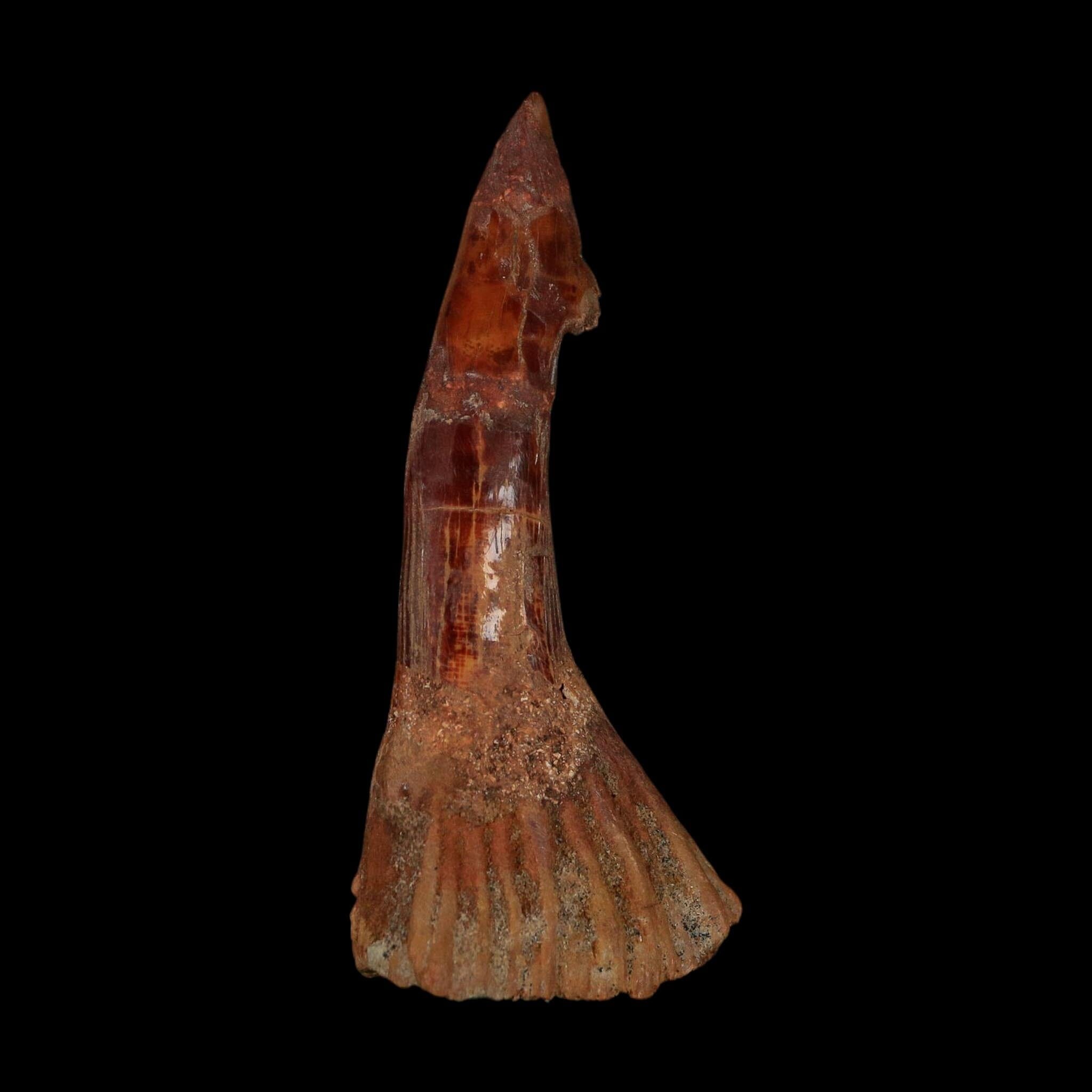XL 3" Sawfish Fossil Tooth Barb Onchopristis Numidus Cretaceous Dinosaur Era COA