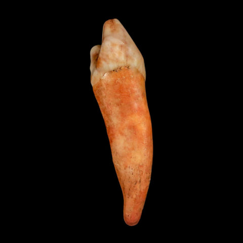 1.7" Extinct Cave Bear Ursus Spelaeus Incisor Tooth Rooted Pleistocene Age COA, Stand - Fossil Age Minerals
