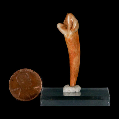 1.7" Extinct Cave Bear Ursus Spelaeus Incisor Tooth Rooted Pleistocene Age COA, Stand - Fossil Age Minerals