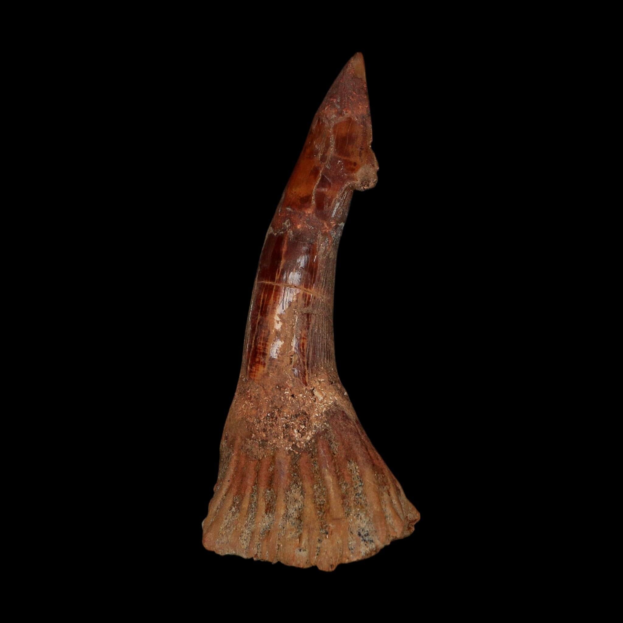 XL 3" Sawfish Fossil Tooth Barb Onchopristis Numidus Cretaceous Dinosaur Era COA