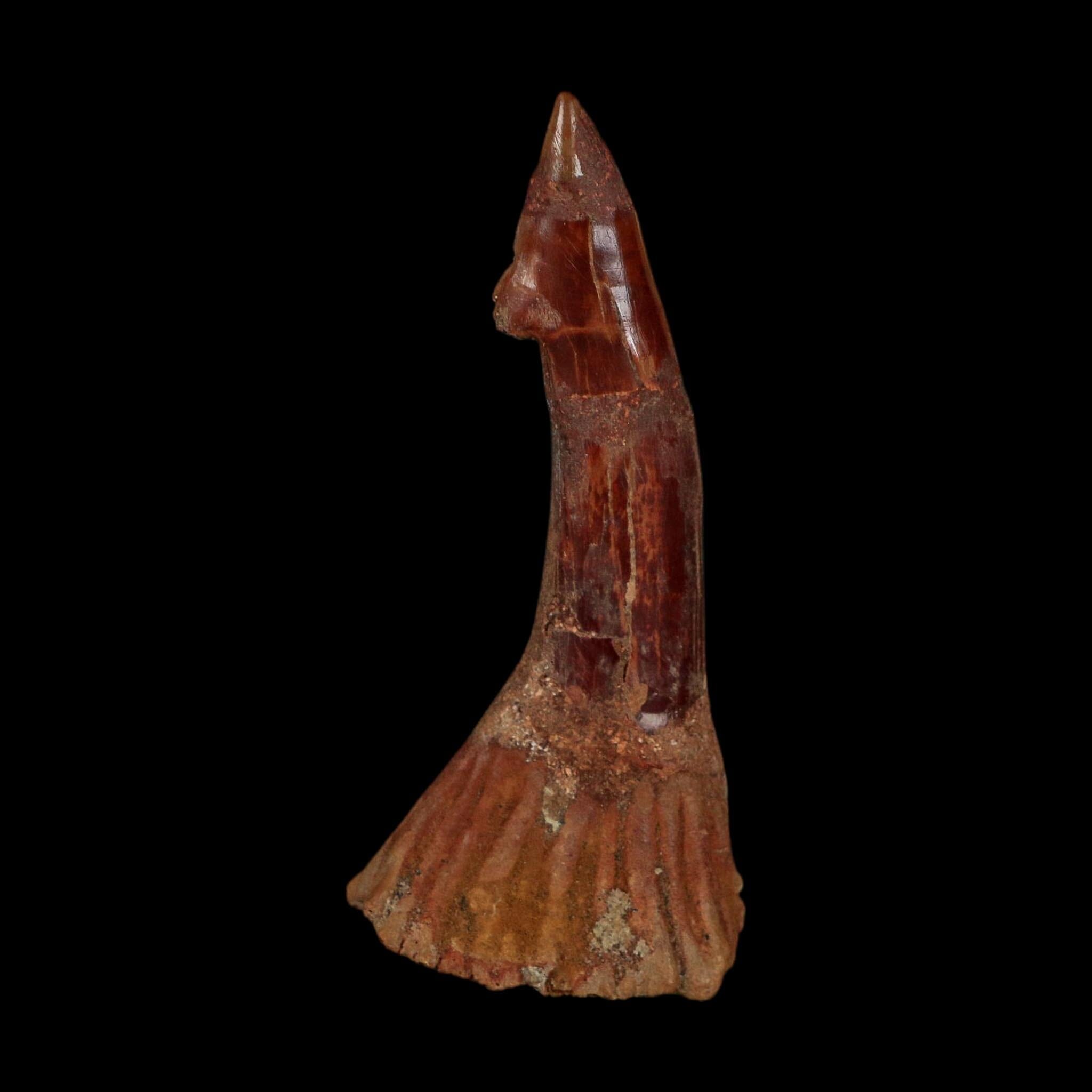 XL 3" Sawfish Fossil Tooth Barb Onchopristis Numidus Cretaceous Dinosaur Era COA