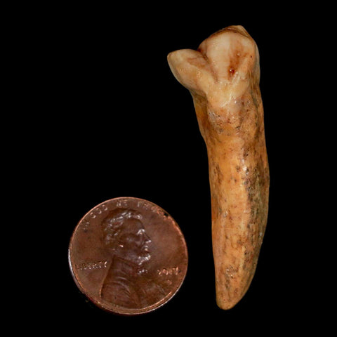 1.7" Extinct Cave Bear Ursus Spelaeus Incisor Tooth Rooted Pleistocene Age COA, Stand - Fossil Age Minerals