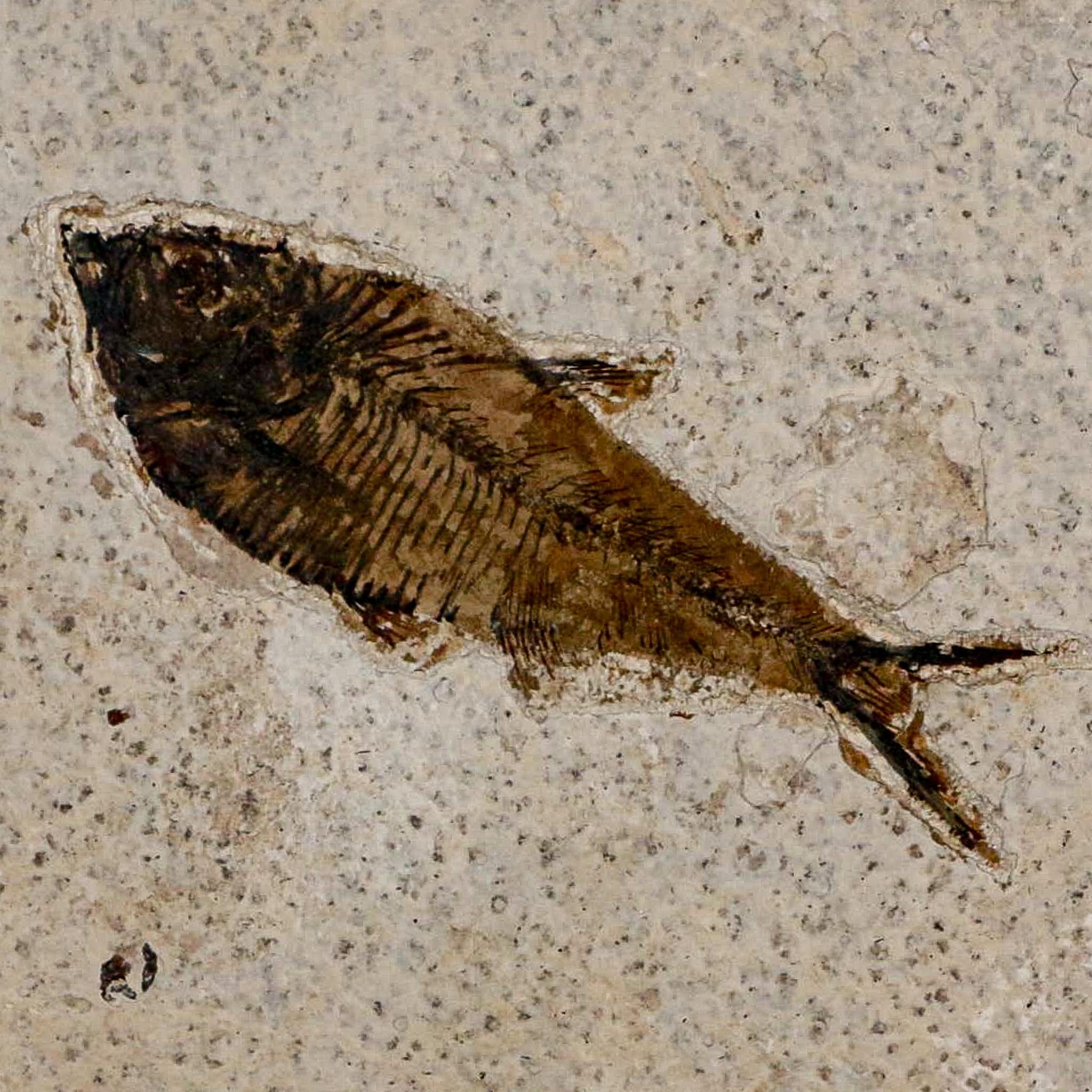 3.8" Diplomystus Dentatus Fossil Fish Green River FM WY Eocene Age COA, Stand - Fossil Age Minerals