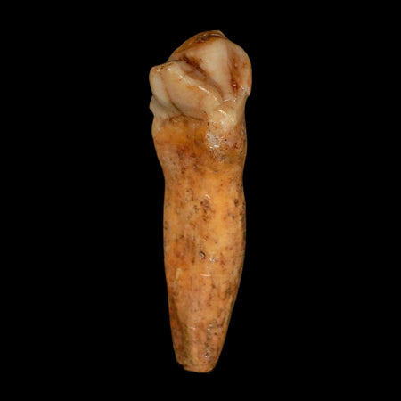 1.7" Extinct Cave Bear Ursus Spelaeus Incisor Tooth Rooted Pleistocene Age COA, Stand