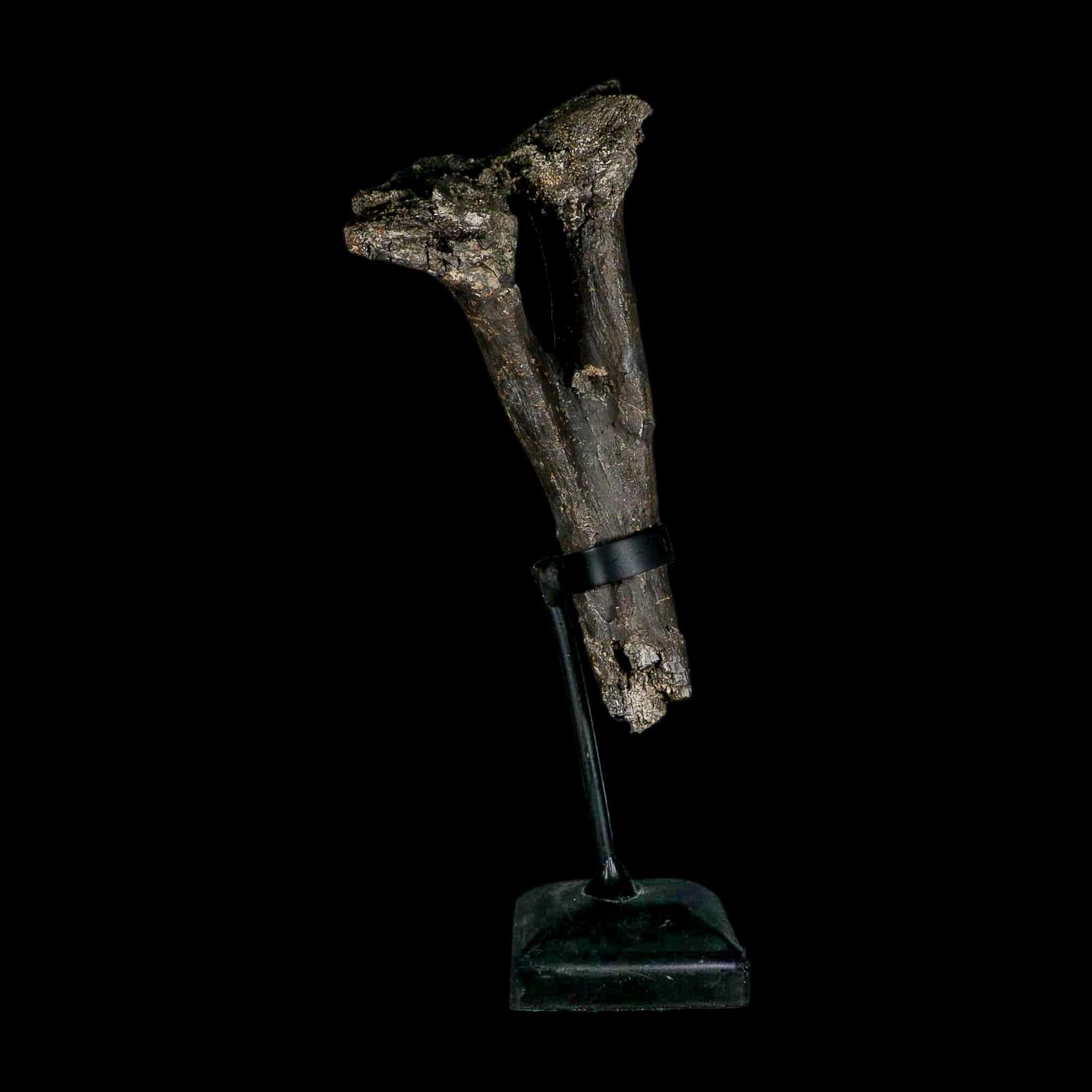 8.4" Diplodocus Dinosaur Fossil Chevron Bone Morrison FM WY Jurassic Age COA Stand - Fossil Age Minerals