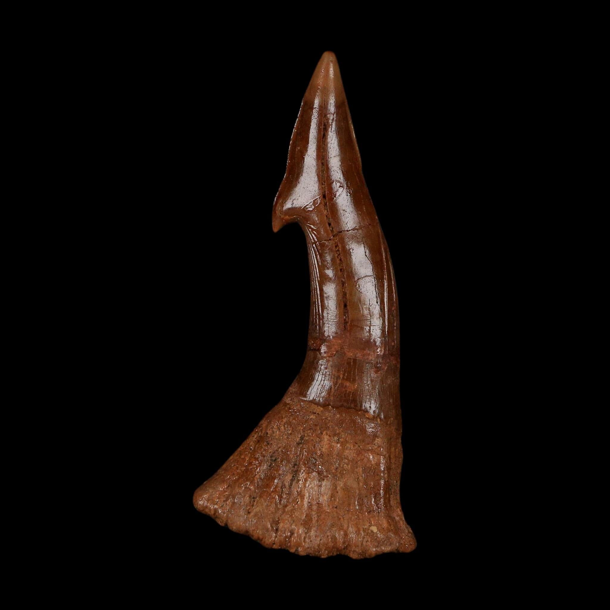 XL 2.7" Sawfish Fossil Tooth Barb Onchopristis Numidus Cretaceous Dinosaur Era COA