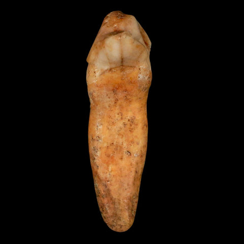 1.7" Extinct Cave Bear Ursus Spelaeus Incisor Tooth Rooted Pleistocene Age COA, Stand - Fossil Age Minerals