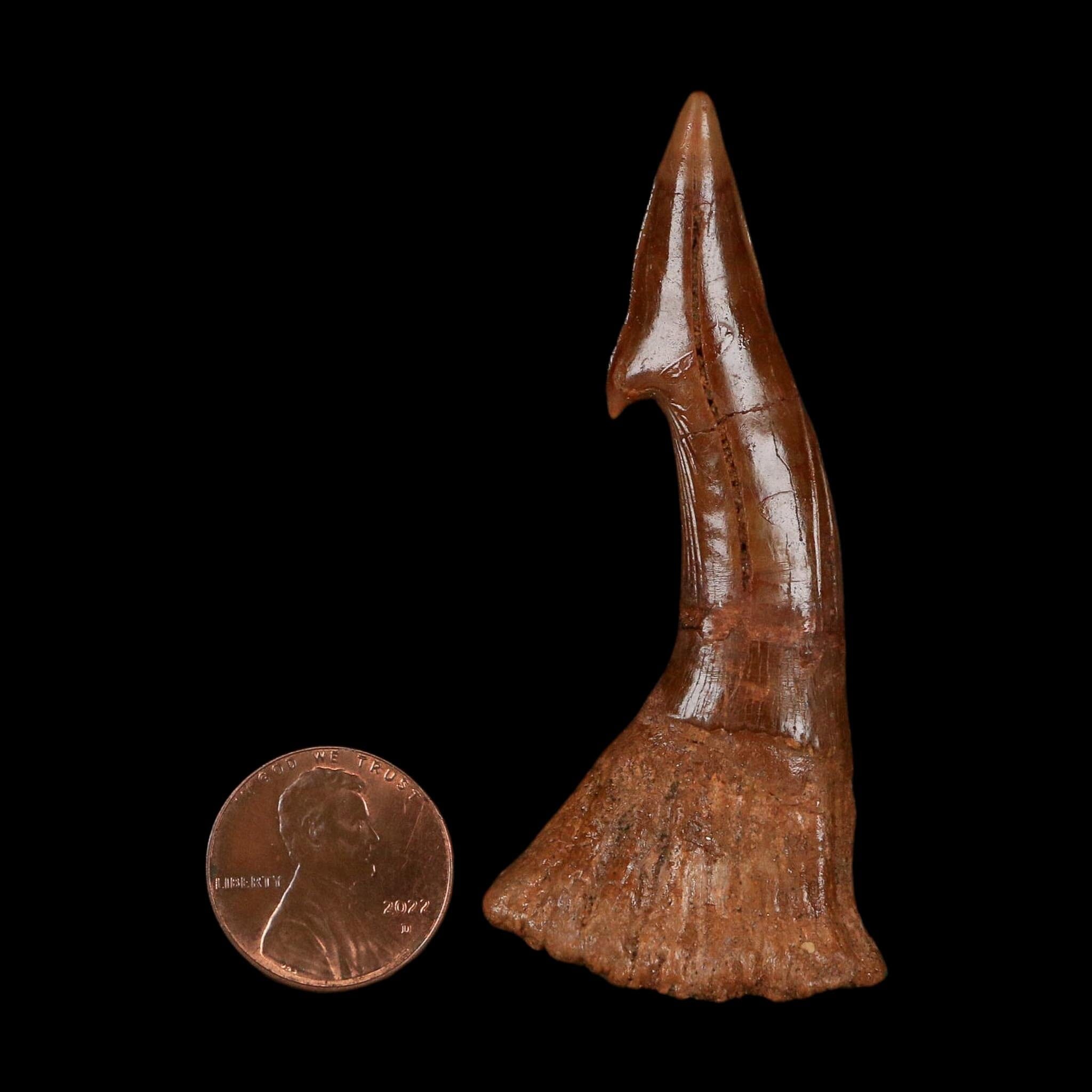 XL 2.7" Sawfish Fossil Tooth Barb Onchopristis Numidus Cretaceous Dinosaur Era COA