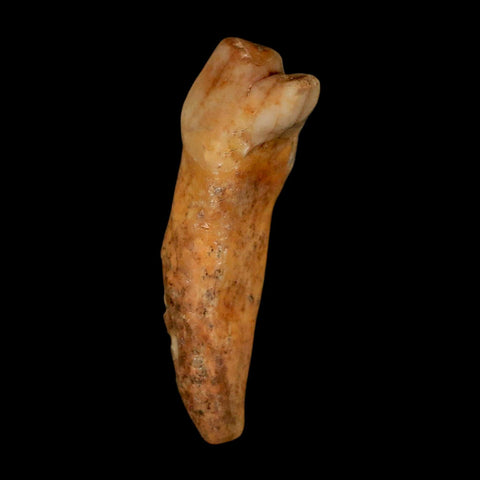 1.7" Extinct Cave Bear Ursus Spelaeus Incisor Tooth Rooted Pleistocene Age COA, Stand - Fossil Age Minerals