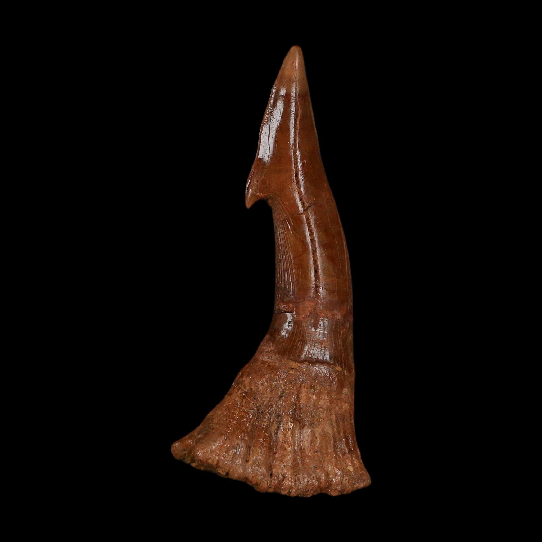 XL 2.7" Sawfish Fossil Tooth Barb Onchopristis Numidus Cretaceous Dinosaur Era COA