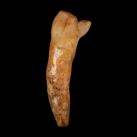 1.7" Extinct Cave Bear Ursus Spelaeus Incisor Tooth Rooted Pleistocene Age COA, Stand - Fossil Age Minerals