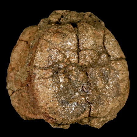 2.8" Edmontosaurus Fossil Vertebrae Bone Lance Creek FM Cretaceous Dinosaur WY