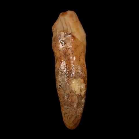 1.7" Extinct Cave Bear Ursus Spelaeus Incisor Tooth Rooted Pleistocene Age COA, Stand - Fossil Age Minerals