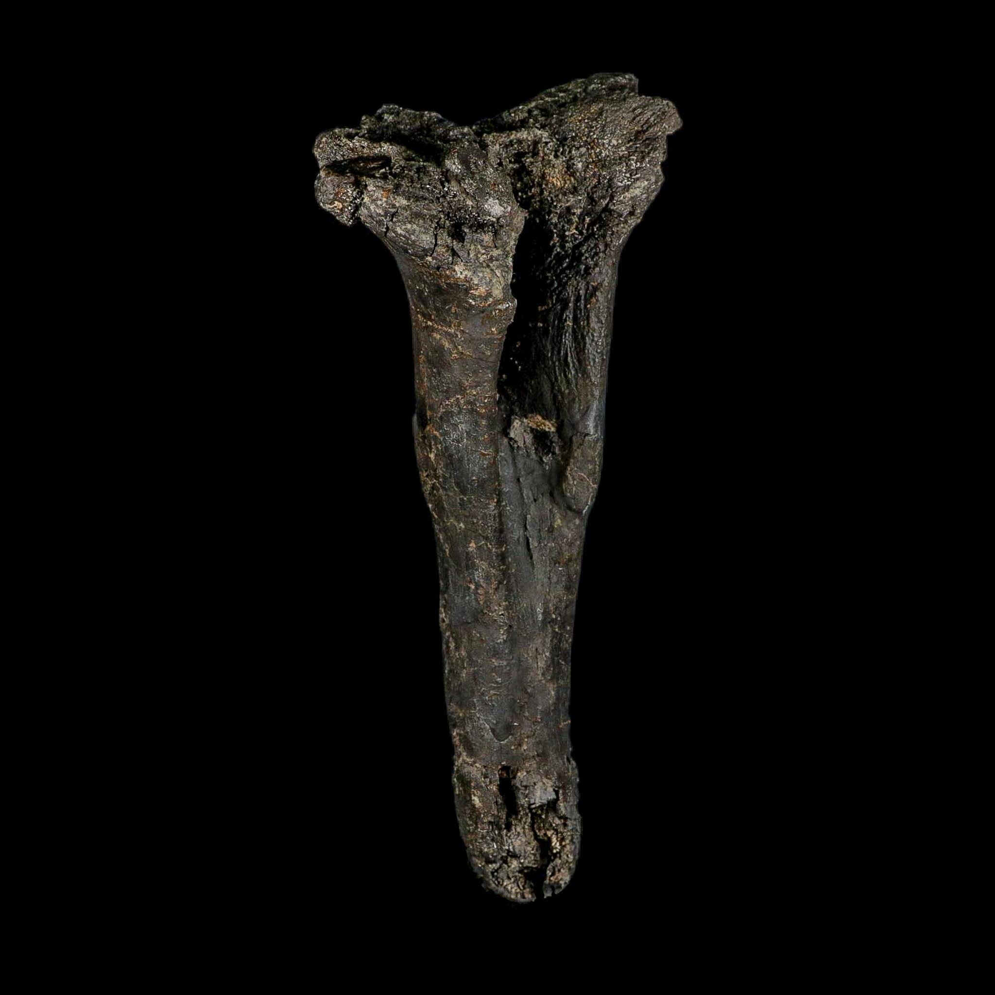 8.4" Diplodocus Dinosaur Fossil Chevron Bone Morrison FM WY Jurassic Age COA Stand - Fossil Age Minerals
