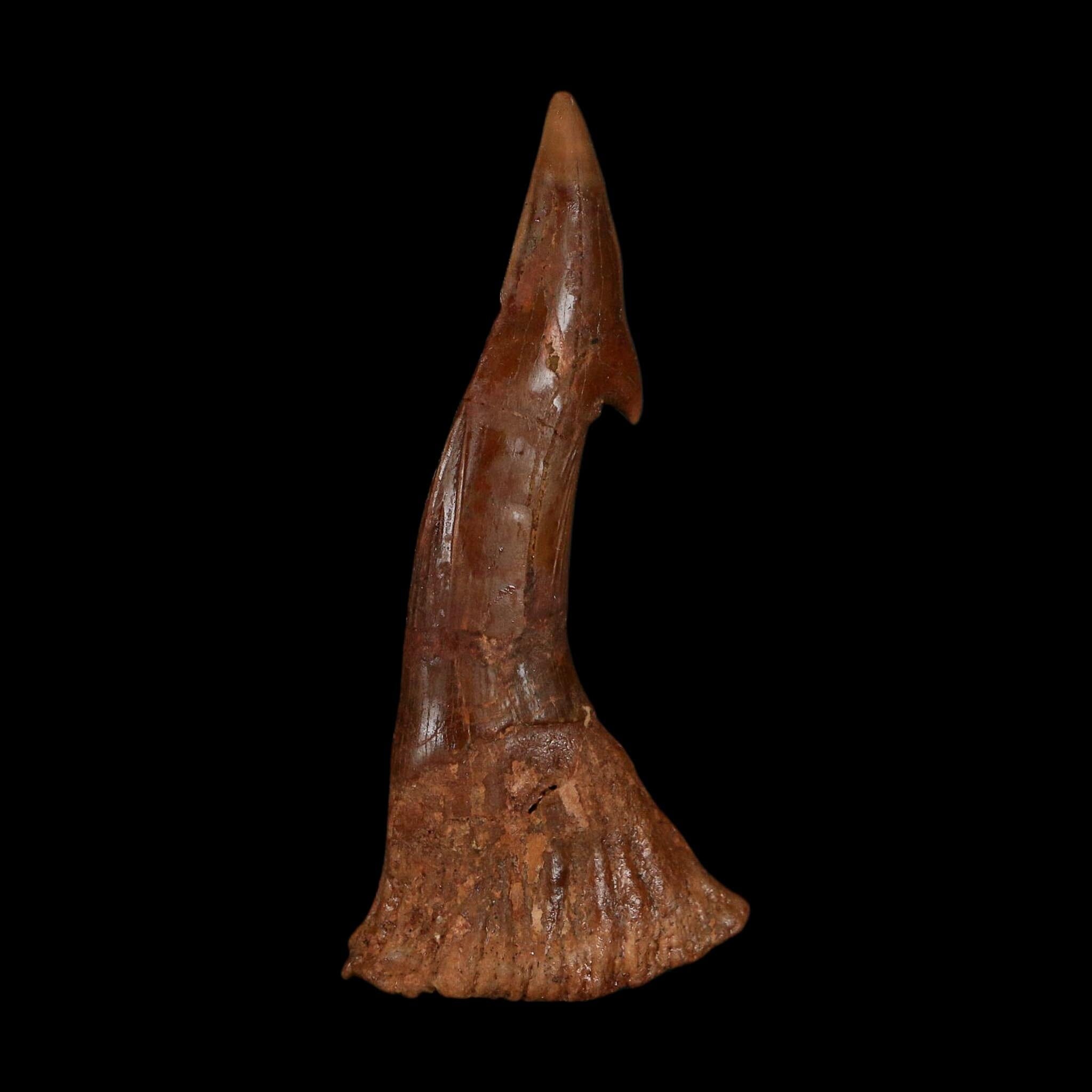 XL 2.7" Sawfish Fossil Tooth Barb Onchopristis Numidus Cretaceous Dinosaur Era COA