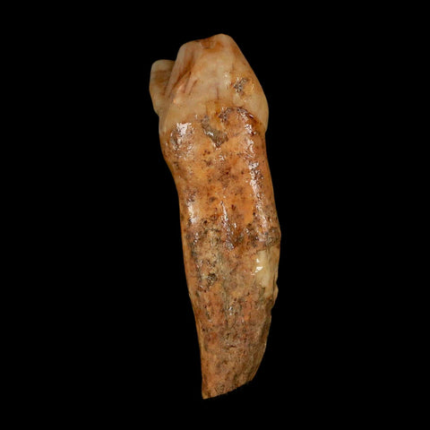 1.7" Extinct Cave Bear Ursus Spelaeus Incisor Tooth Rooted Pleistocene Age COA, Stand - Fossil Age Minerals